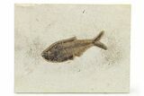 Beautiful Fossil Fish (Diplomystus) - Wyoming #275171-1